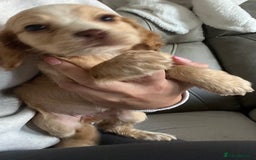 Cocker Spaniel dogs for sale: Cocker spaniel pups 🐾 - Image 18