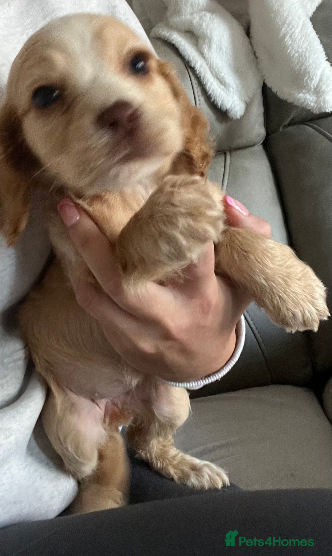 Cocker Spaniel dogs for sale: Cocker spaniel pups 🐾 - Image 18