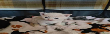 Cream Female