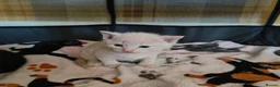 Domestic Shorthair cats for sale: KITTENS FOR SALE. READY AT 8 WEEKS - Advert 8