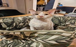 Devon Rex cats for sale: Super affectionate and friendly girl - Image 9