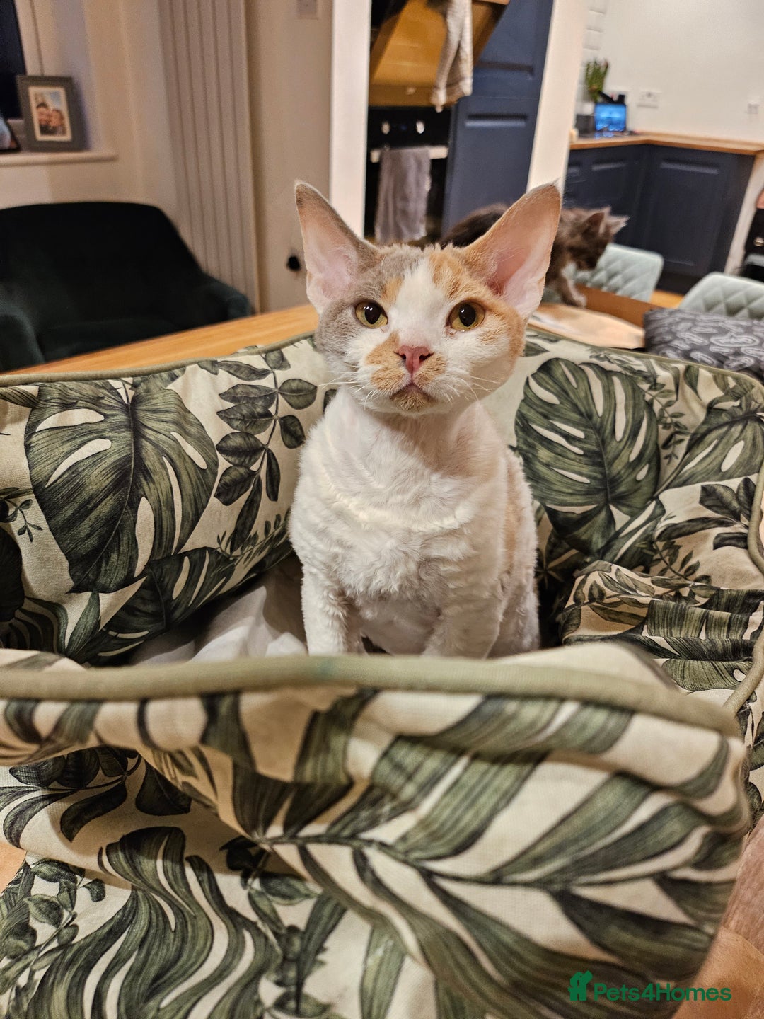 Devon Rex cats for sale: Super affectionate and friendly girl - Image 9