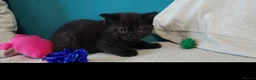 British Shorthair cats for sale: GCCF Registered British Shorthair Kittens Black  - Advert 8