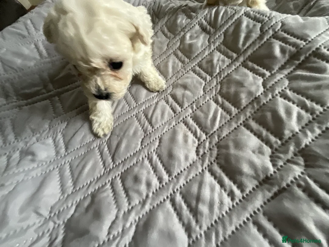 Bichon Frise dogs for sale: Bichon Firse in Enniskillen - Advert 4