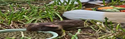 Guinea Pig rodents for sale: 8 male guinea pigs  - Advert 6