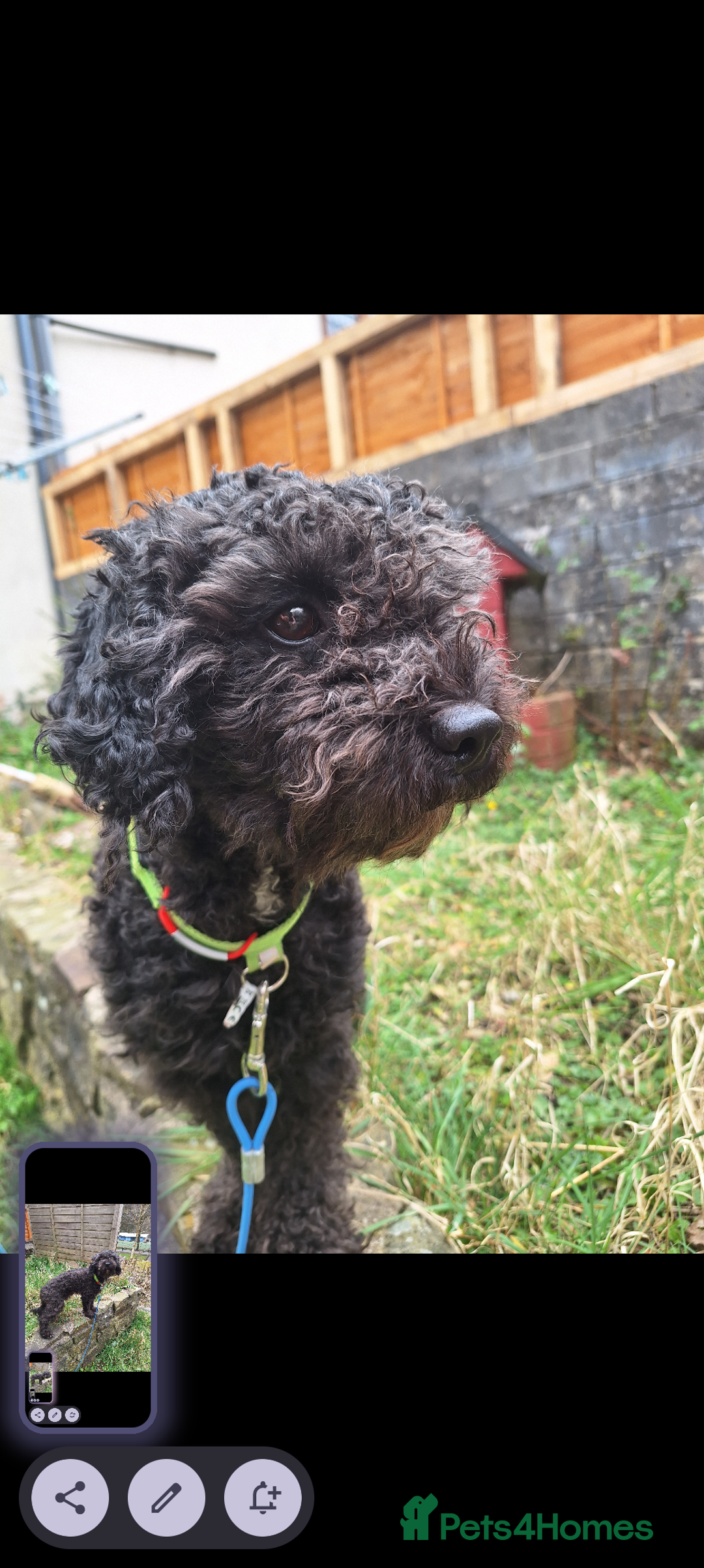 Poochon dogs for sale: 2 year old poochon boy in need of forever home  - Image 3