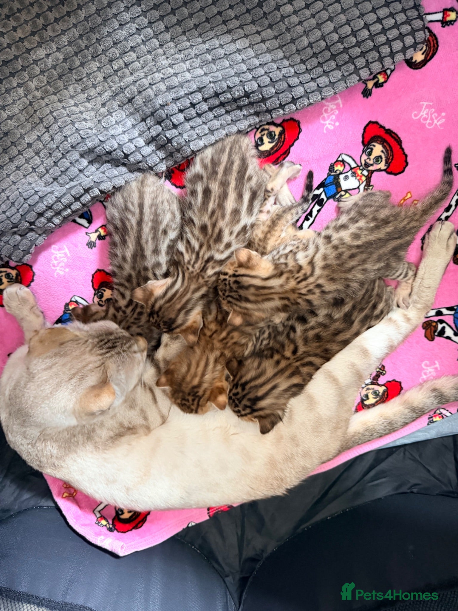 Mixed Breed cats Beautiful seal mink colour bengal kittens  - Advert 7