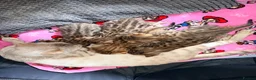 Mixed Breed cats for sale: Beautiful seal mink colour bengal kittens  - Advert 1
