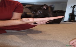 Mixed Breed cats for sale: 2 female kittens looking for a new home - Image 2