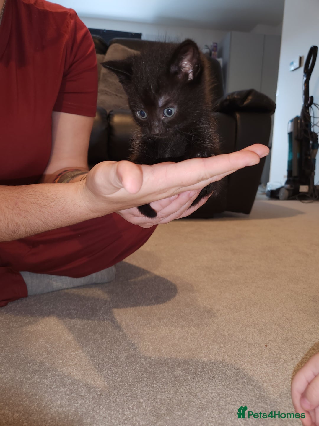 Mixed Breed cats for sale: 2 female kittens looking for a new home - Image 2