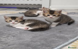 British Shorthair cats for sale: British short hiar - Image 5