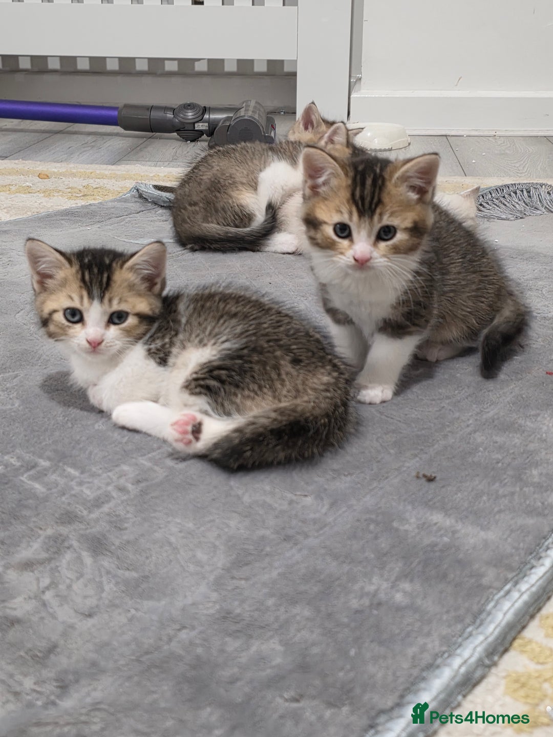 British Shorthair cats for sale: British short hiar - Image 5
