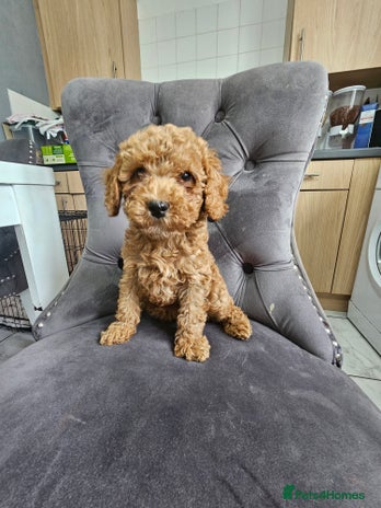 Cockapoo dogs - Advert 4