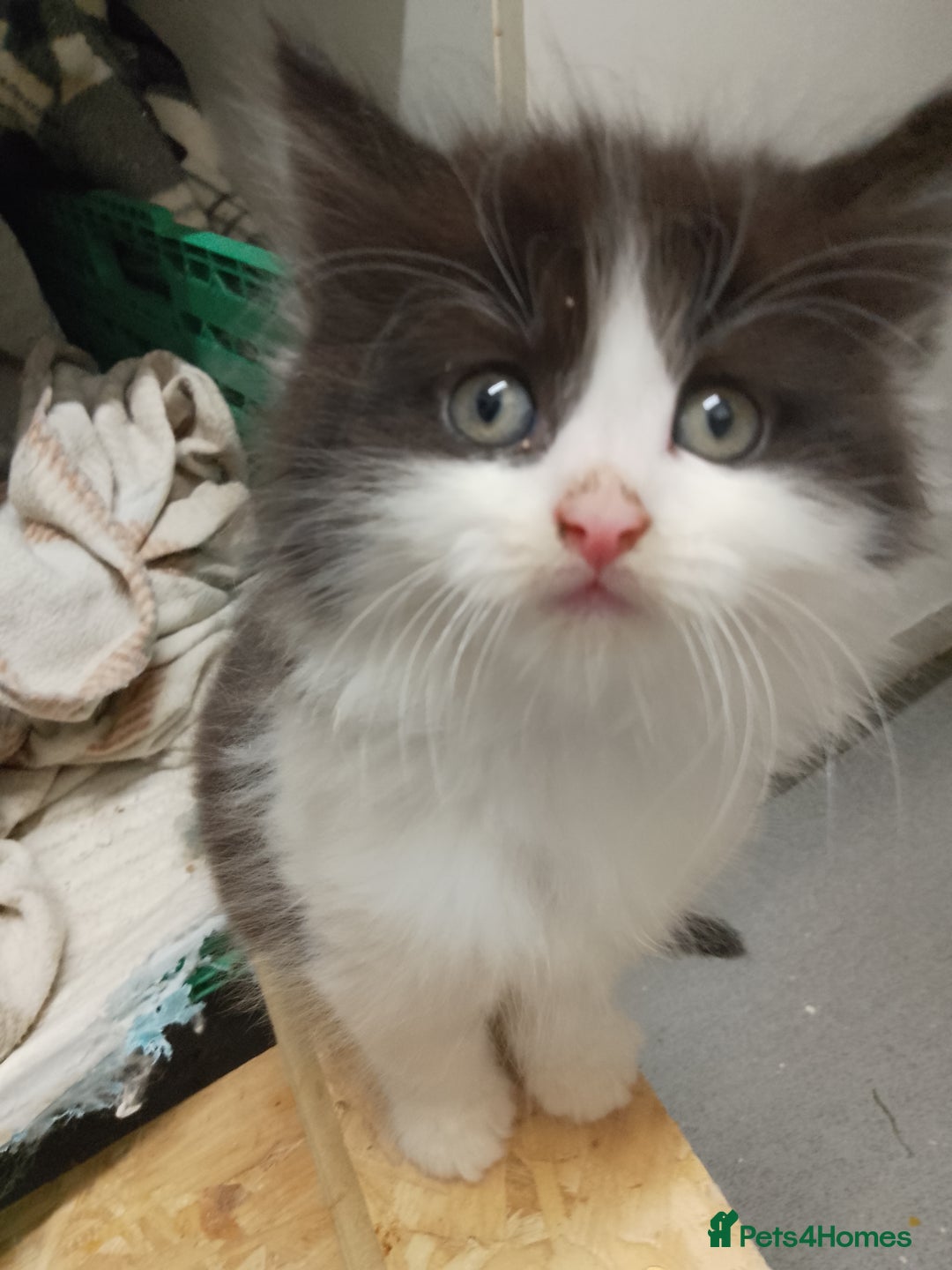 Mixed Breed cats for sale: 3 kittens for sale - Image 5