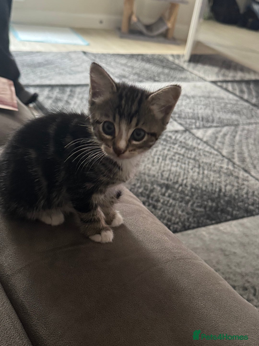 Mixed Breed cats for sale: Tabby Male Kitten - Image 1