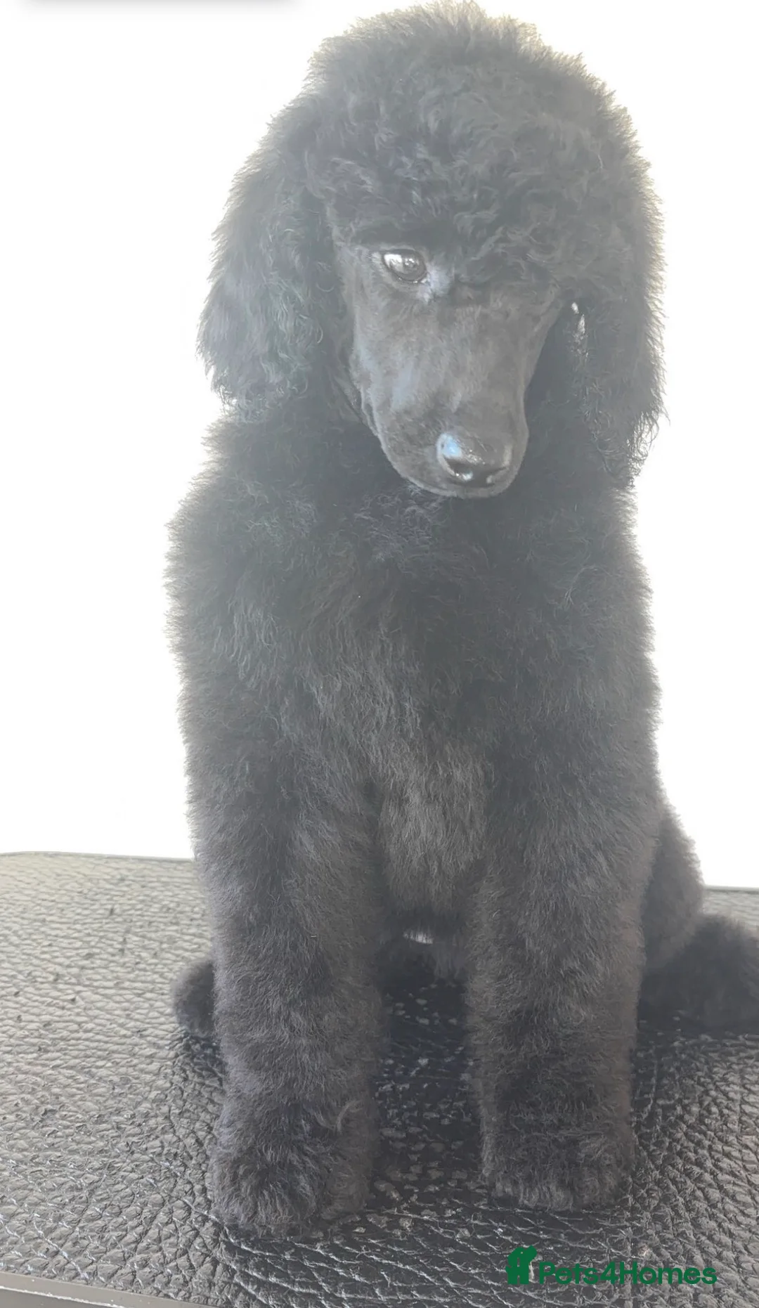 Standard Poodle dogs for sale: ReducedKC Registered standard poodle puppies  - Advert 9