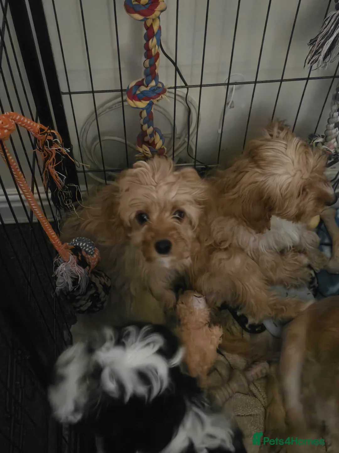 Cavapoo dogs for sale: 🐾Cavapoo: Litter Embark DNA Tested, Sire KC Reg🐾 - Advert 17