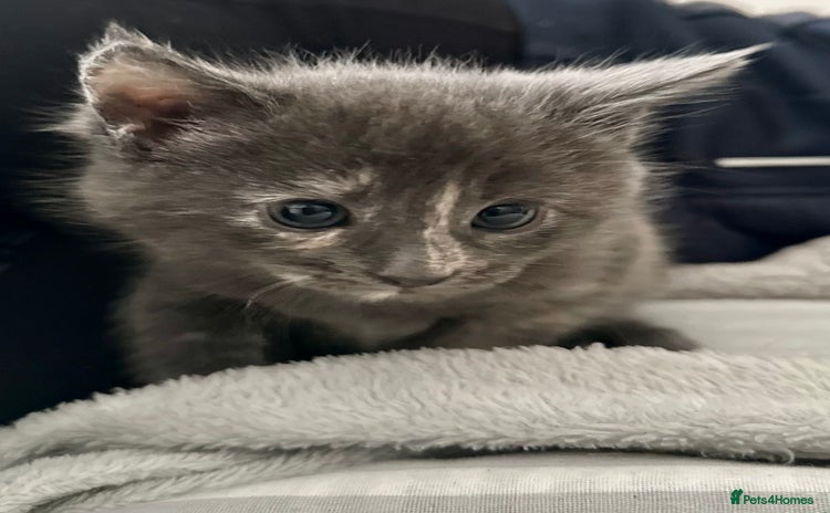 Mixed Breed cats - Advert 8