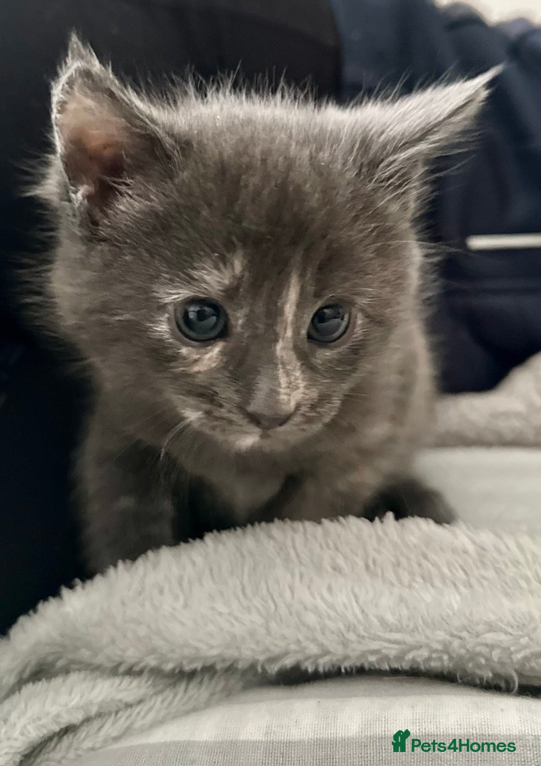 Mixed Breed cats for sale: Beautifully marked Main Coon cross female kitten  - Image 1