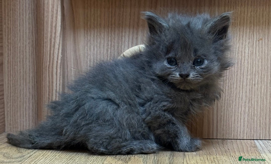 British Shorthair cats for sale: British Shorthair Kittens. - Advert 19