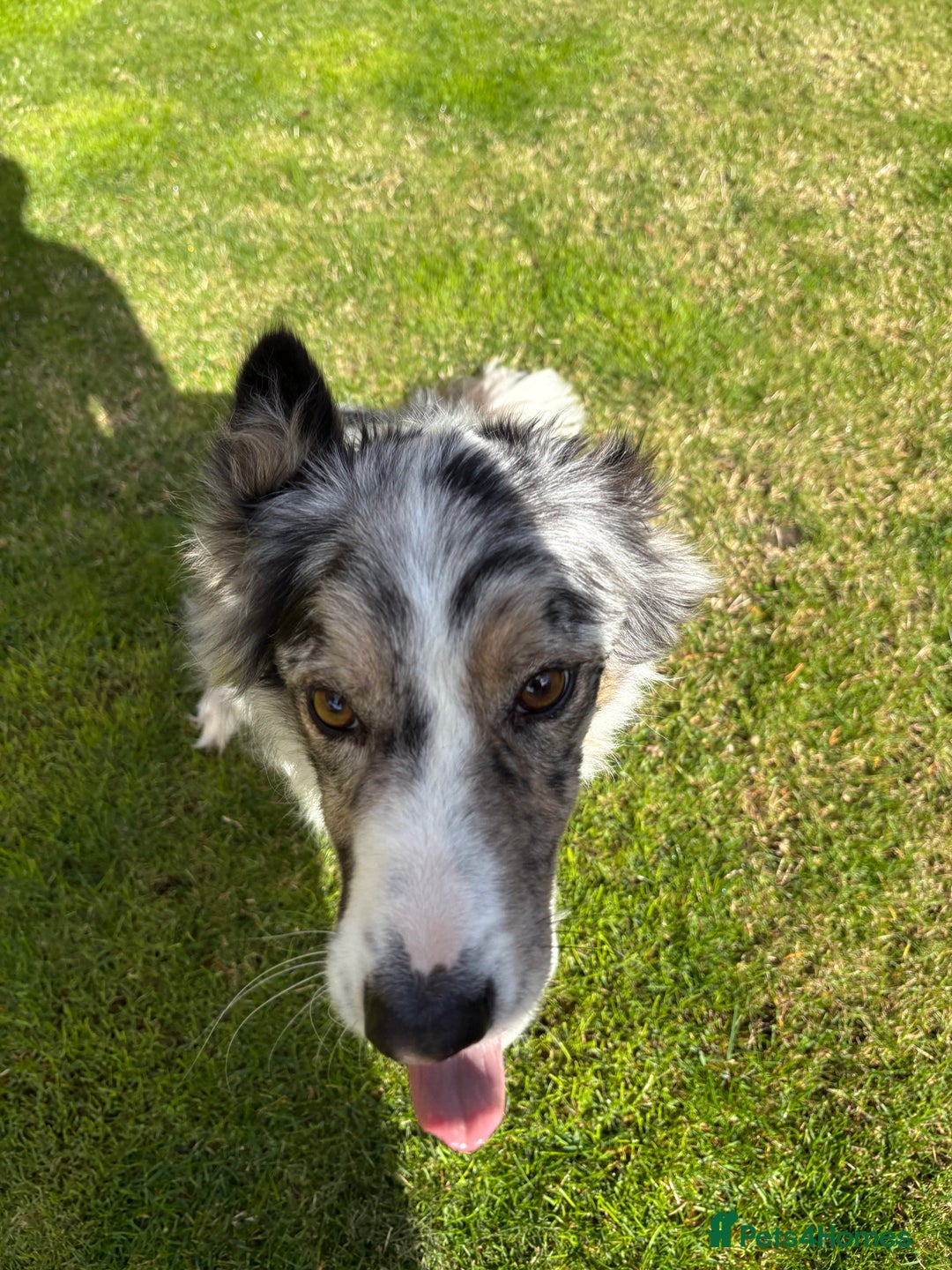 Border Collie dogs for sale: Male Blue Merle Border Collie.  - Image 2