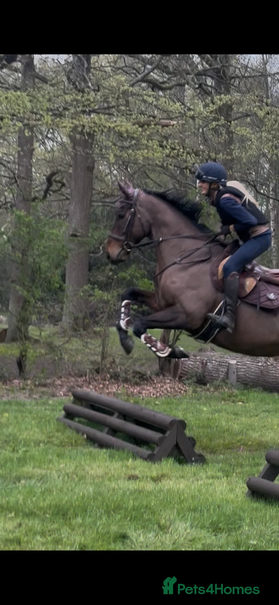 Irish Thoroughbred horses for sale: Super safe teenager dream horse  - Advert 2