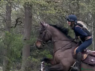 Irish Thoroughbred horses Super safe teenager dream horse - Advert 7