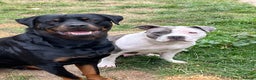 Mixed Breed dogs for sale: Amazing litter of exotic rottiebulls  - Advert 3