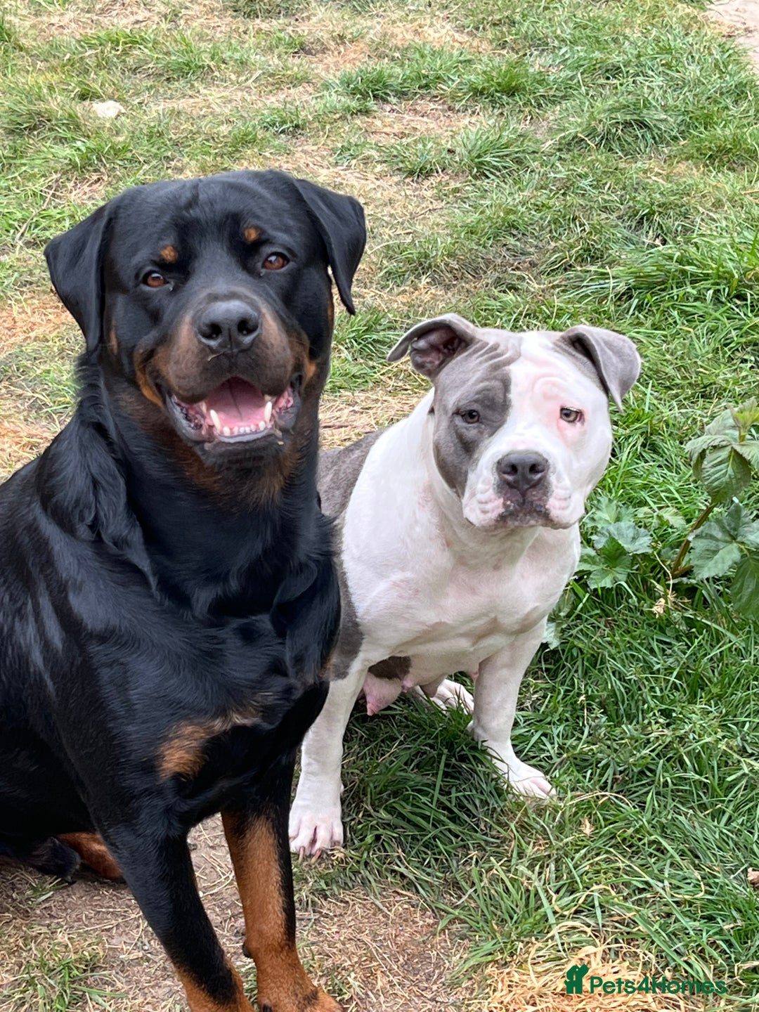 Mixed Breed dogs for sale: Amazing litter of exotic rottiebulls  - Advert 3