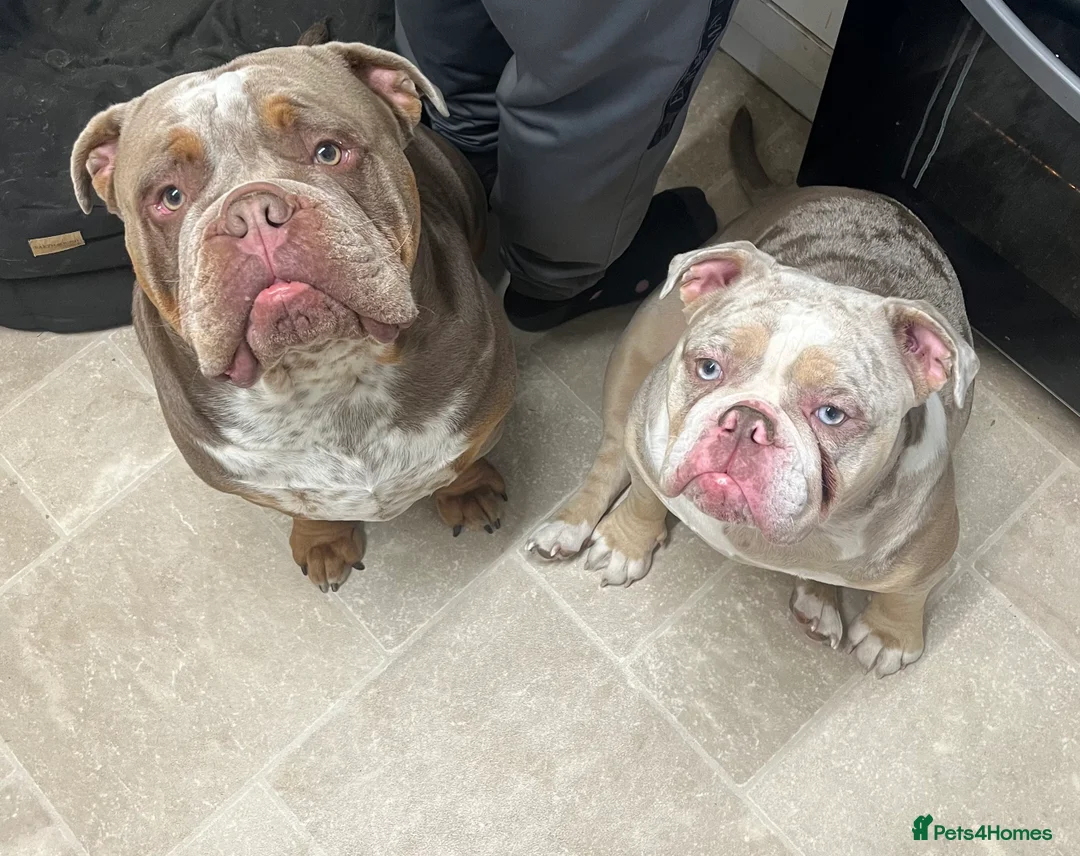 Olde English Bulldogge dogs for sale: Olde English bulldogge 2 years old in Lincoln - Advert 4