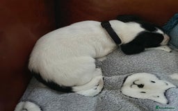 Springador dogs for sale: STUNNING SPRINGADOR PUPPIES  - Image 9