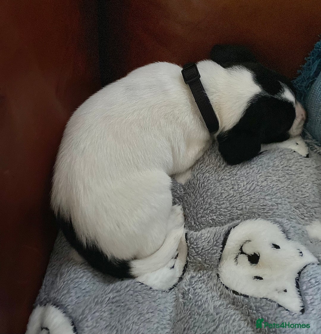 Springador dogs for sale: STUNNING SPRINGADOR PUPPIES  - Image 9