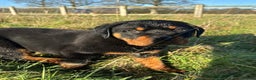 Rottweiler dogs for sale: Stunning chunky Rottweiler puppies - Advert 17