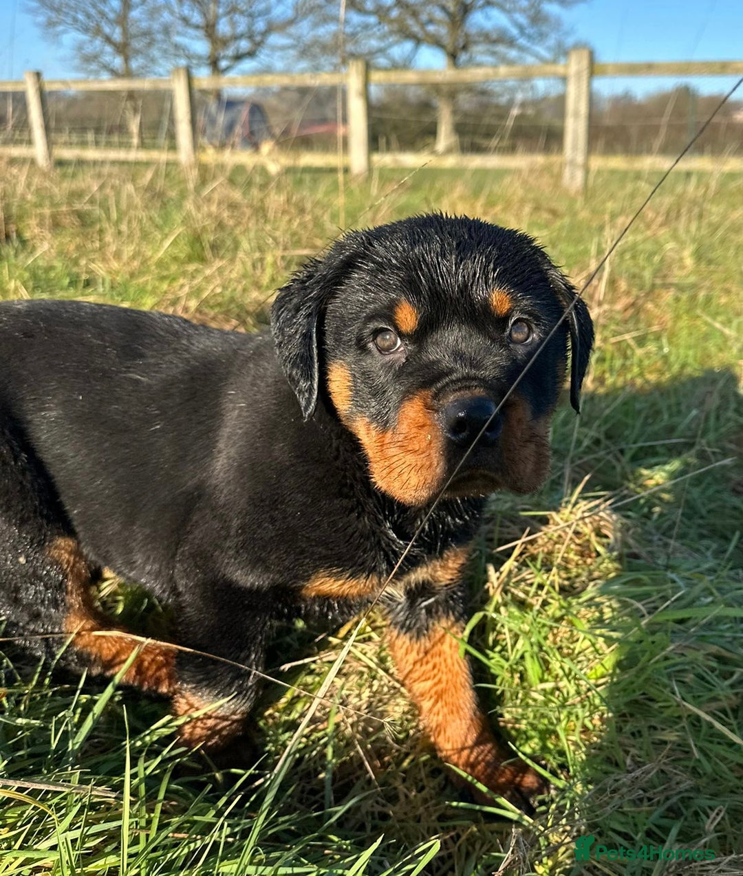 Rottweiler dogs for sale: Stunning chunky Rottweiler puppies - Advert 17