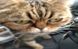 Bengal cats for sale: Stunning bengal x kittens  - Image 5