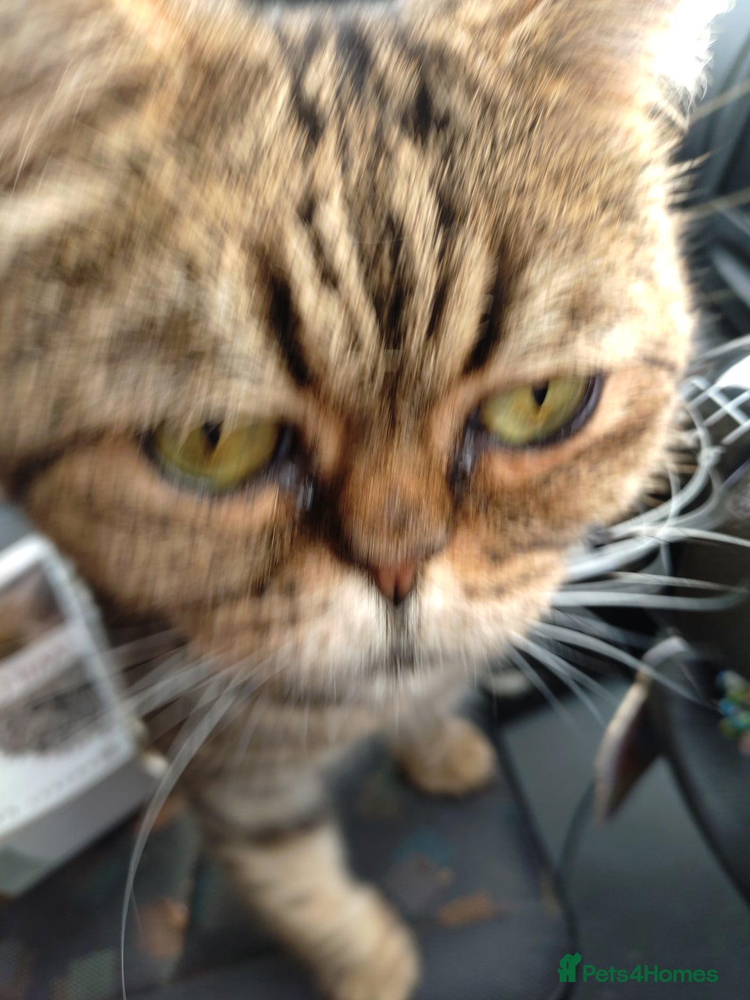 Bengal cats for sale: Stunning bengal x kittens  - Image 5