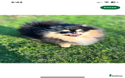 Pomeranian dogs for sale: Pomeranian puppy’s Blk&Tan Choc&Tan 🖤🧡🤎 - Image 11