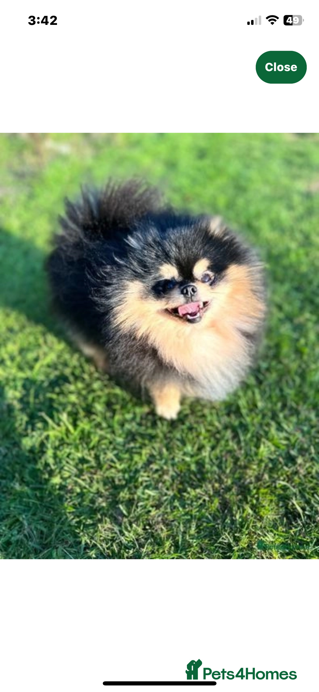 Pomeranian dogs for sale: Pomeranian puppy’s Blk&Tan Choc&Tan 🖤🧡🤎 - Image 11