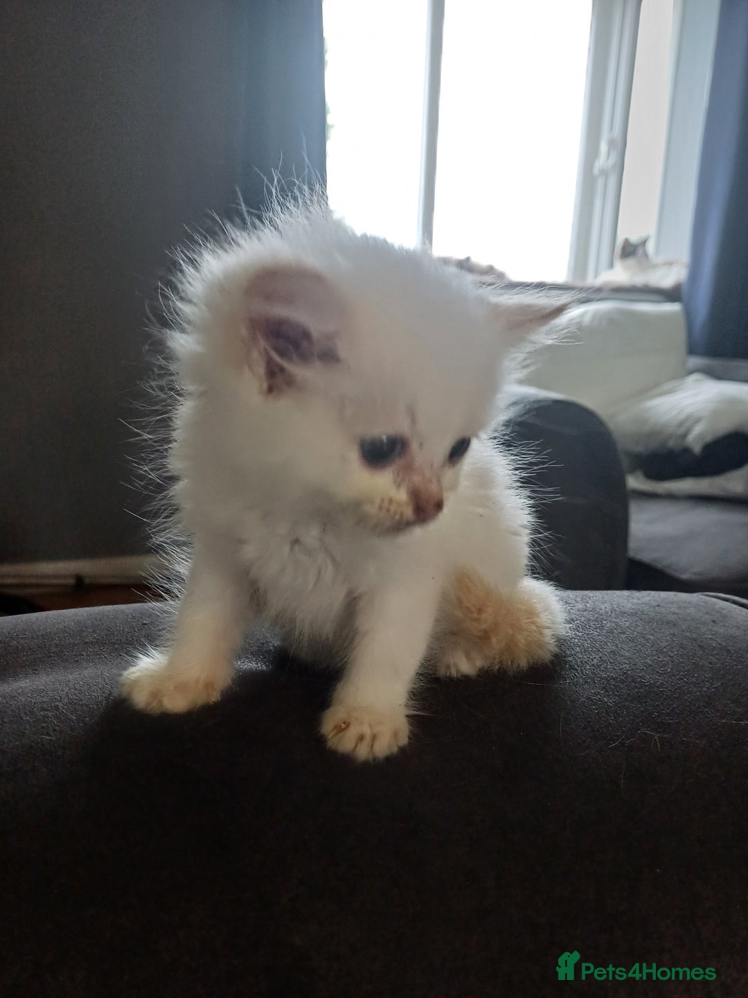 Ragdoll cats for sale: 3 gorgeous fluffy ragdoll kittens  - Image 2