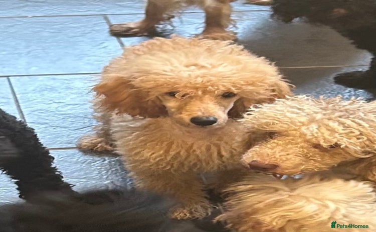 Miniature Poodle dogs - Advert 2