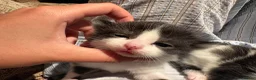 Mixed Breed cats for sale: Kittens For Sale - Advert 8