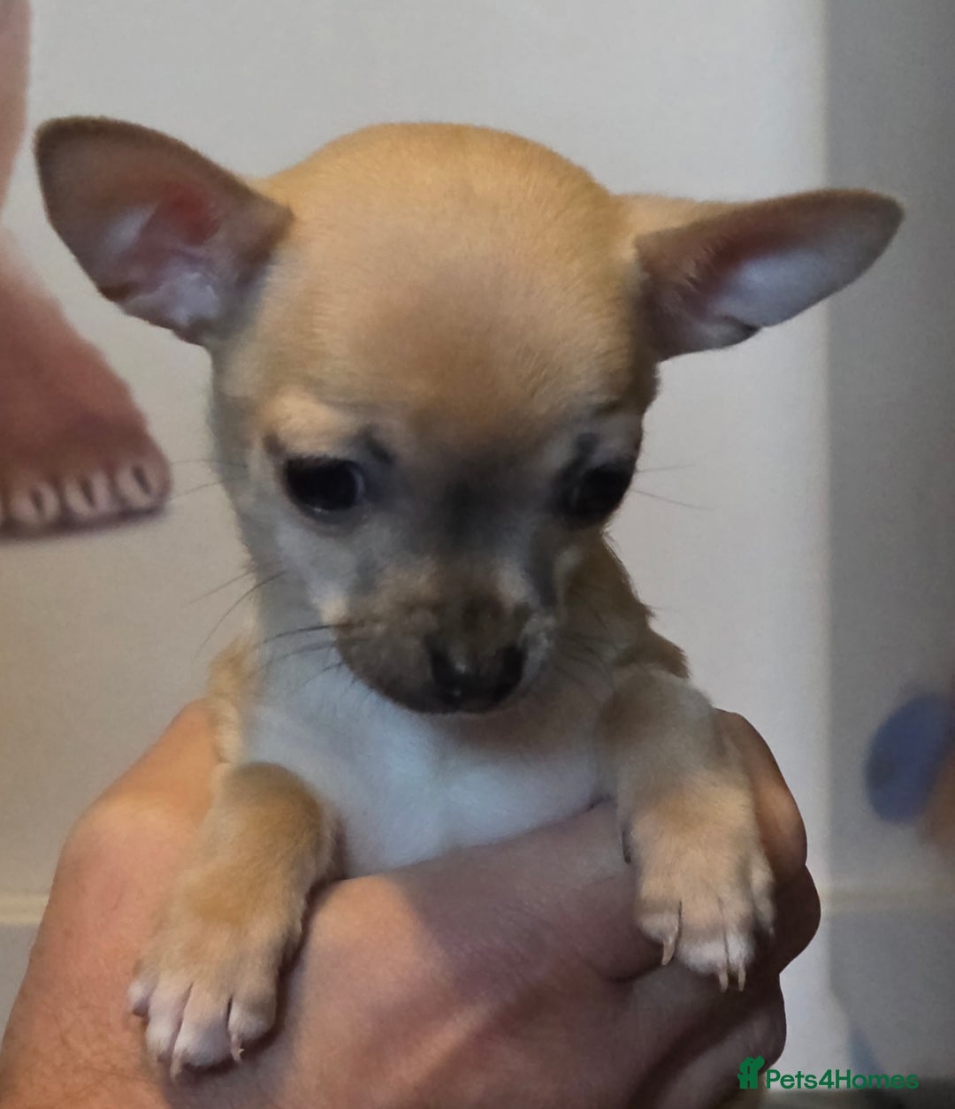 Chihuahua dogs for sale: Toy Chihauhau,1 cute girl left - Advert 8