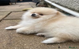 Pomeranian dogs for sale: 2 male Pomeranian puppies. 1 orange sable, 1 cream - Image 5