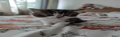 Mixed Breed Kitten 3
