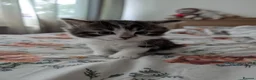 Mixed Breed cats for sale: 3 gorgeous kittens  - Advert 5