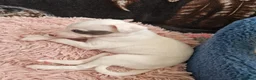 Whippet dogs for sale: Heart and DNA tested Blue Parti Whippet Puppies. - Advert 27