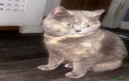 British Shorthair cats for sale: British shorthair cross kittens  - Image 4