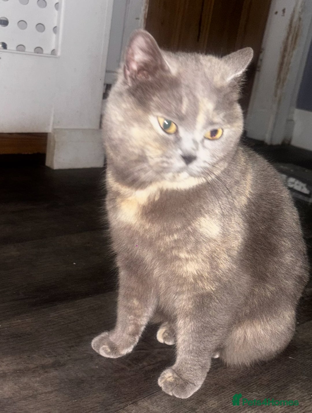British Shorthair cats for sale: British shorthair cross kittens  - Image 4
