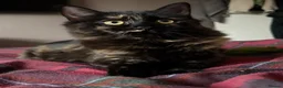 Ragdoll cats for sale: 5 month old Female Ragdoll/Mix in Chesterfield - Advert 1