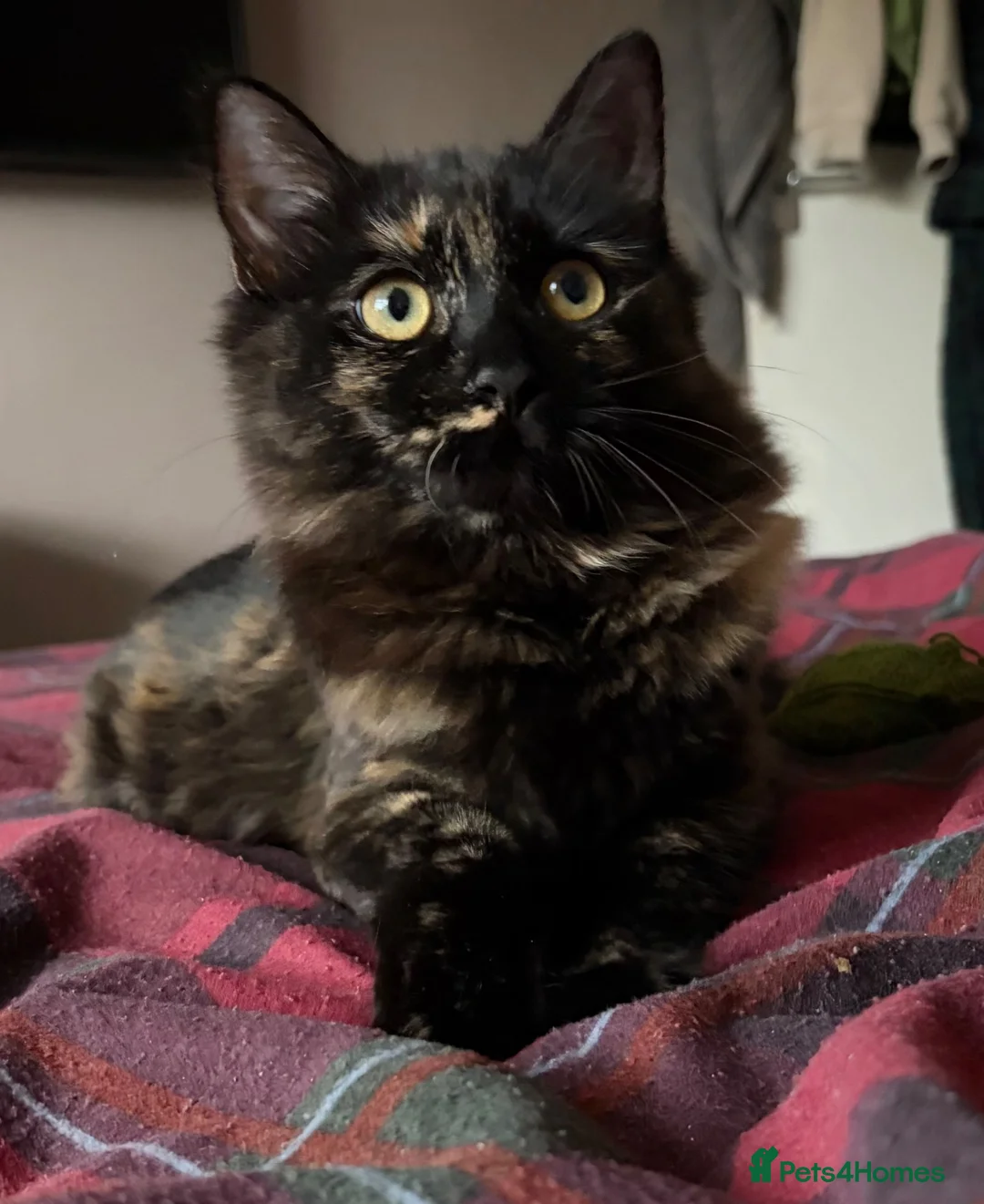 Ragdoll cats for sale: 5 month old Female Ragdoll/Mix in Chesterfield - Advert 1